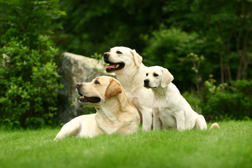 Hunde richtig füttern